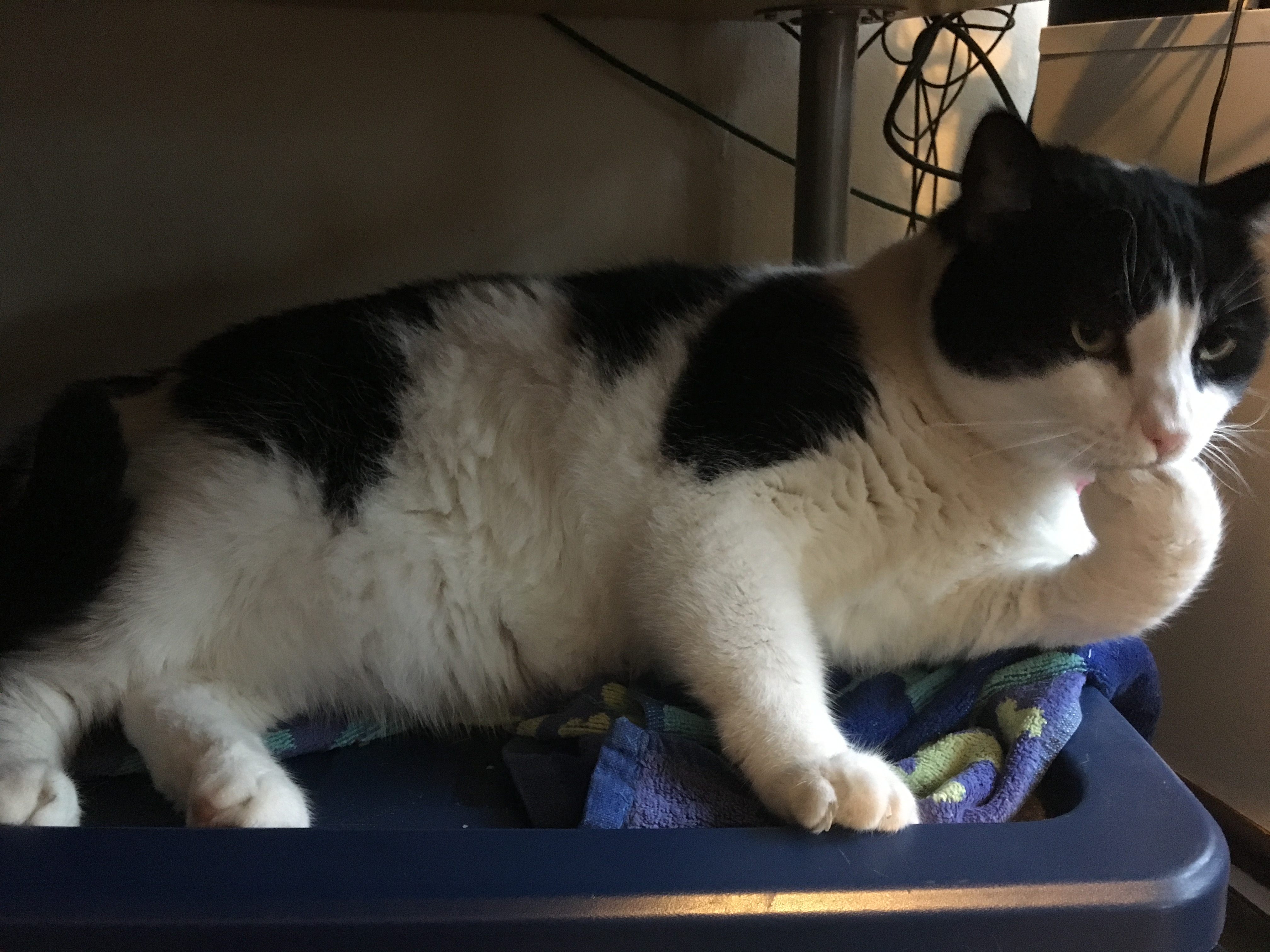 photo of a really big cat